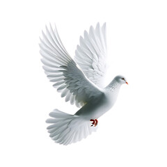 Obraz premium dove of peace