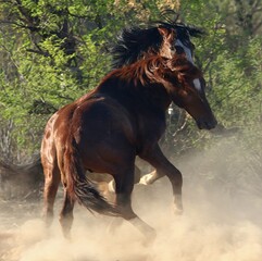 Wild Horses Sparring in Desert 