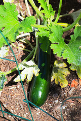 Zucchini or courgette
