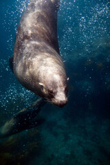 Fototapeta premium Close-up portrait of a large Australian fur seal bull posing in the light below the ocean’s surface. Captured in the blue waters surrounding Montague Island on the East Coast of Australia.