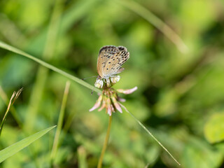 Obraz premium シロツメクサの花の蜜を吸うヤマトシジミ