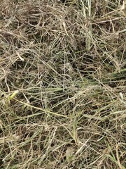Dry Grass and Hay Texture Background, dry grass and hay, perfect for use in agricultural, farming, and rustic nature backgrounds or organic design projects.