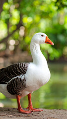 White Goose by Pond with Green Background.