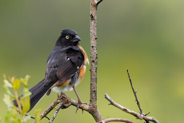 Eastern towhee (Pipilo erythrophthalmus) in Highlands Hammock State Park, Florida