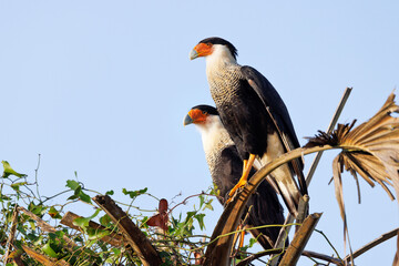Crested caracaras (Caracara plancus) in the morning light near Zolfo Springs, Florida