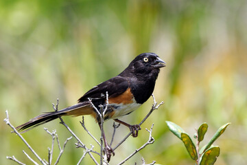 Eastern towhee (Pipilo erythrophthalmus) in Highlands Hammock State Park, Florida