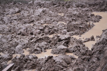 A prepared rice field filled with water, ready for planting during the rainy season. The green rural landscape reflects the traditional agricultural lifestyle