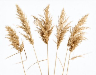 Obraz premium Elegant plumes of pampas grass, arranged in a serene composition against a clean white backdrop