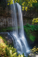 Fototapeta premium South Falls plunges in Silver Falls State Park.