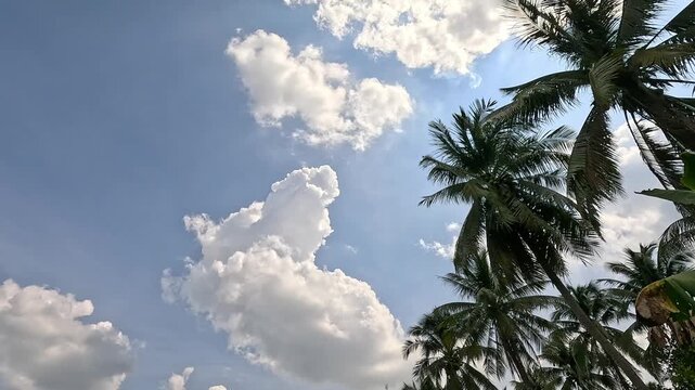 Low-angle view of tall coconut palm trees with lush green fronds swaying under a partly cloudy sky on a sunny tropical day.