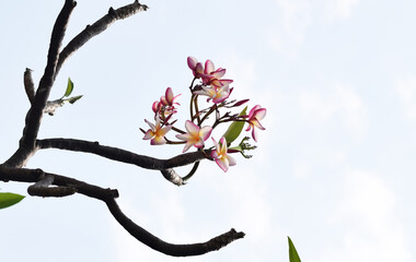 Pink Plumeria Flowers Blooming on Tree Branch Against Clear Sky