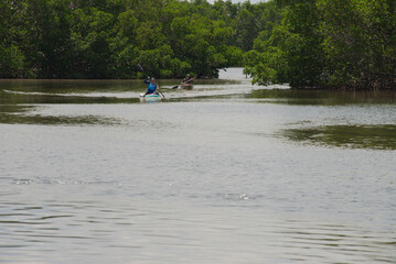Kayakers Paddling Through a Serene Mangrove Forest Waterway on a Sunny Day. Two individuals enjoy...