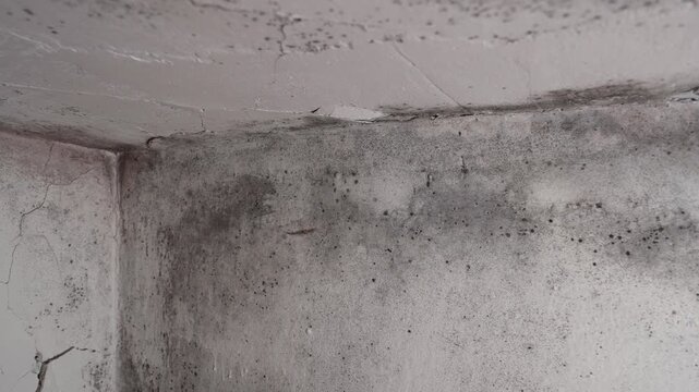 Inspection reveals toxic mold on window frame and concrete walls, urgent cleanup needed