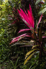 Obraz premium Garden croton (Codiaeum variegatum) at Botanic Garden, San Luis de Shuaro District - Chanchamayo, Junin, Peru