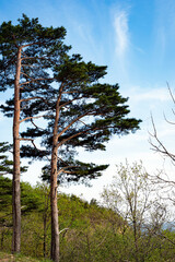 Tall Pine Trees Against Blue Sky in Korea
