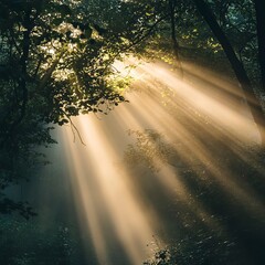 Sunbeams filtering through the fog in a dense, misty forest, casting warm light on the surrounding trees and creating a calm ambiance. Real photo, stock photography.