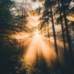 Sunbeams filtering through the fog in a dense, misty forest, casting warm light on the surrounding trees and creating a calm ambiance. Real photo, stock photography.