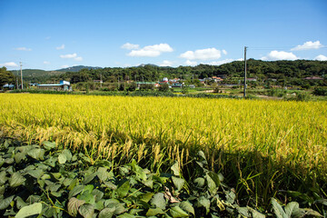 Golden Rice Field in Rural Korea under Blue Sky
