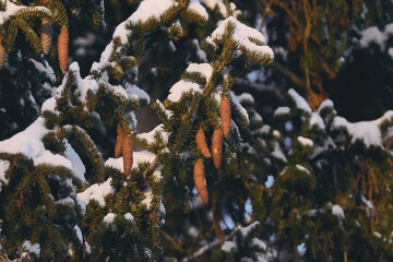 Snow-covered pine branches with cones in a winter landscape