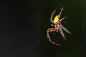A bright spider called the tropical orbweaver (Eriophora ravilla) in Sarasota, Florida