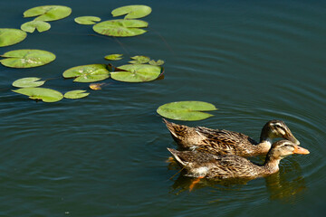 Fototapeta premium Two Spot-Billed Ducks Swimming Near Water Lilies in a Pond
