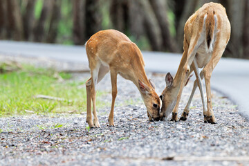 Cute deer at Myakka River State park, Florida