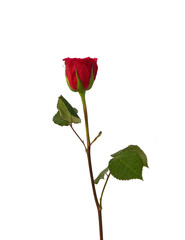 Bunch of rosy roses isolated on white 