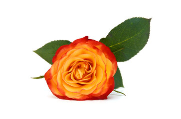 Orange rose isolated on white background