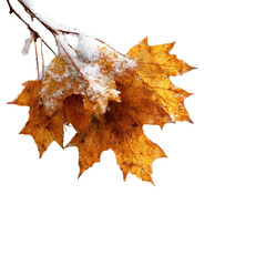 Autumn leaves covered in snow