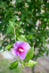 Obraz premium Close-up of Pink Hibiscus Flower in Full Bloom