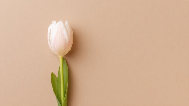 A single red tulip in top view, vibrant against a neutral backdrop, symbolizing simplicity and beauty.