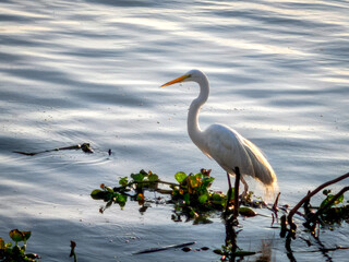 Elegant great egret with white plumage and yellow beak standing in calm shallow water, surrounded by aquatic plants in warm morning light.