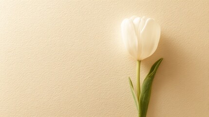 A single red tulip in top view, vibrant against a neutral backdrop, symbolizing simplicity and beauty.