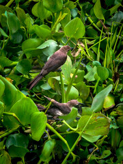 Pair of brown birds resting on vibrant green aquatic plants, surrounded by dense foliage and natural wetland habitat.