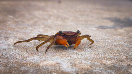 Close-up of a small brown crab with bright orange claws standing on a sandy textured surface, captured in natural light.