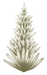 Abeto pintado a mano en acuarela