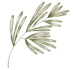 ilustracion de rama pintada a mano en acuarela, rama de bosque, abeto, verde y marron