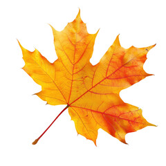 Autumn Maple Leaf, Close-up, Isolated, Fall Colors, Nature Background, Seasonal Design