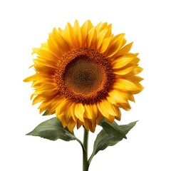Obraz premium Sunflower in Full Bloom with Golden Yellow Petals Isolated on White Background – High-Quality Botanical Photography