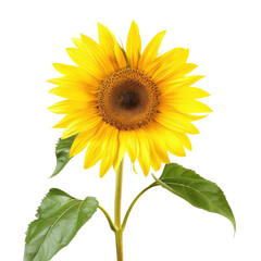 Single sunflower blossom, garden, summer, bright, isolated, background, nature, vibrant, poster