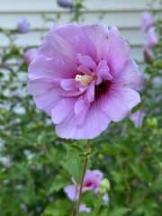 Hibiscus flower