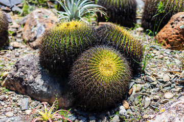 Biznagas des&eacute;rticas