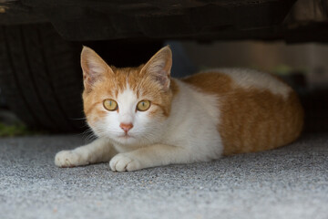 A orange and white cat sitting in the shade under a car
