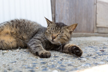 A tabby cat sleeping in the shade of an alleyway