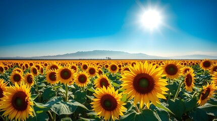 Obraz premium Expansive sunflower field blooming under a brilliant summer sun and clear blue sky, with distant mountains on the horizon.