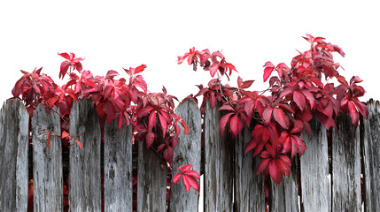Virginia creeper on weathered fence, isolated on transparent background © Aresha