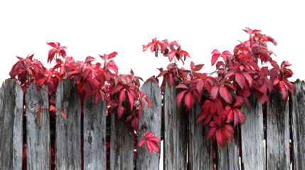 Virginia creeper on weathered fence, isolated on transparent background