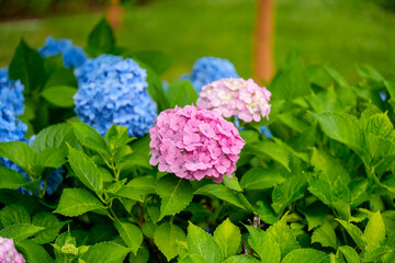 Close-up photo of pink and blue hydrangeas in bloom in early summer.