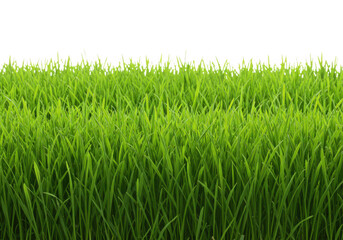Fresh green grass field texture isolated on transparent background