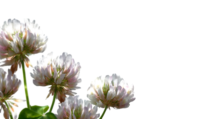 White Clover Blooms, isolated on transparent background